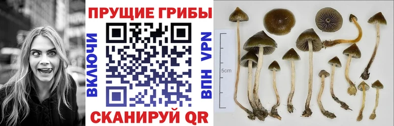 Галлюциногенные грибы прущие грибы  площадка клад  Бавлы 